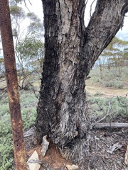 Eucalyptus myriadena