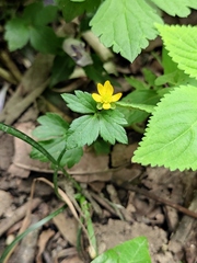 Ranunculus sieboldii