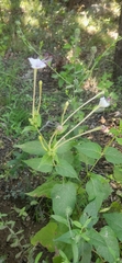 Mirabilis longiflora