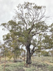 Eucalyptus myriadena