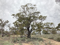 Eucalyptus myriadena