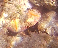 Culcita novaeguineae