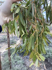 Eucalyptus myriadena