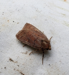 Pseudorthodes vecors