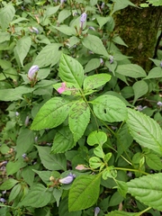 Impatiens