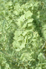 Atriplex canescens