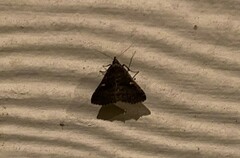 Tetanolita mynesalis