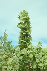 Atriplex canescens