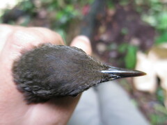 Turdus olivaceofuscus