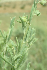 Atriplex canescens