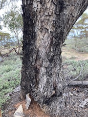 Eucalyptus myriadena