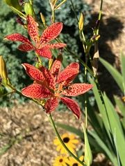 Iris domestica