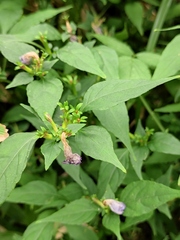 Strobilanthes oligantha