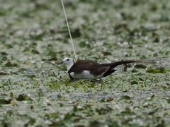 Hydrophasianus chirurgus