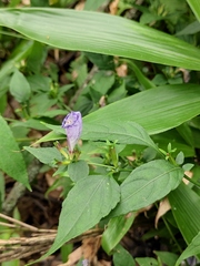 Strobilanthes oligantha