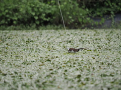 Hydrophasianus chirurgus