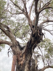 Eucalyptus myriadena