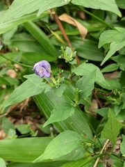 Strobilanthes oligantha