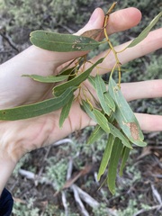 Eucalyptus myriadena