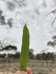 Eucalyptus myriadena