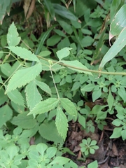 Angelica dahurica
