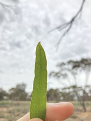Eucalyptus myriadena