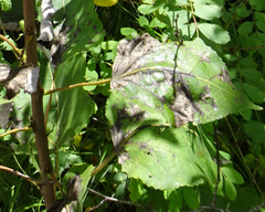 Diplocarpon
