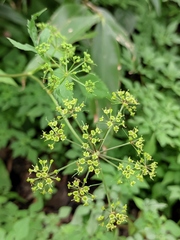 Angelica dahurica