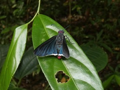 Mysoria barcastus