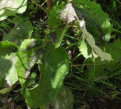 Diplocarpon