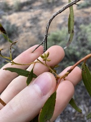Eucalyptus myriadena