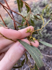 Eucalyptus myriadena
