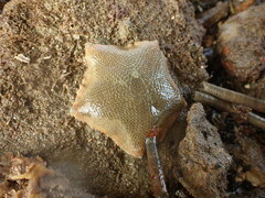 Patiriella regularis