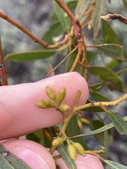 Eucalyptus myriadena