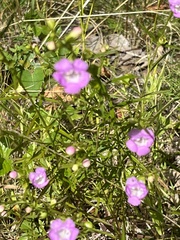 Agalinis tenuifolia