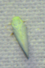 Flatormenis proxima