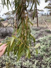 Eucalyptus myriadena