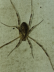 Odiellus pictus