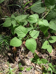 Meehania urticifolia