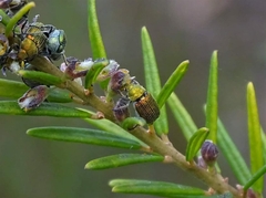 Diphucephala