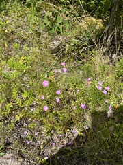 Agalinis tenuifolia