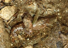 Alpheus novaezealandiae