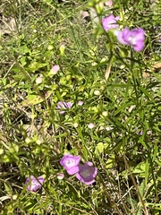 Agalinis tenuifolia