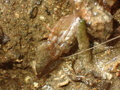 Alpheus novaezealandiae