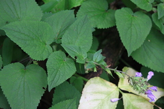 Meehania urticifolia
