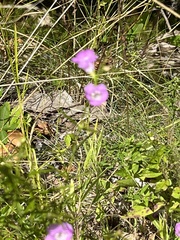 Agalinis tenuifolia