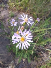 Symphyotrichum chilense
