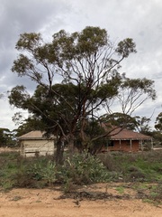 Eucalyptus virella
