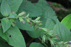 Meehania urticifolia