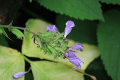 Meehania urticifolia